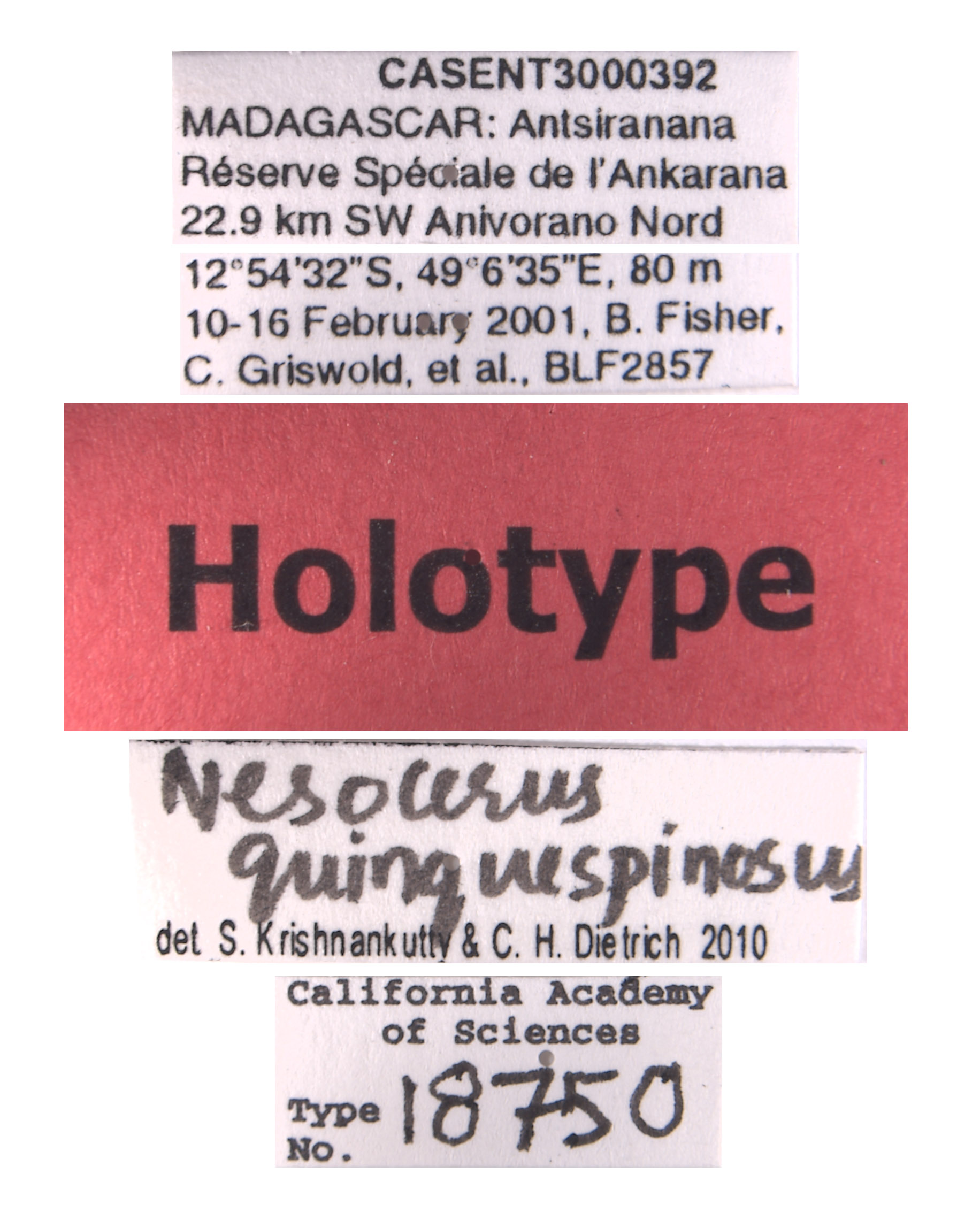 Nesocerus quinquespinosus image